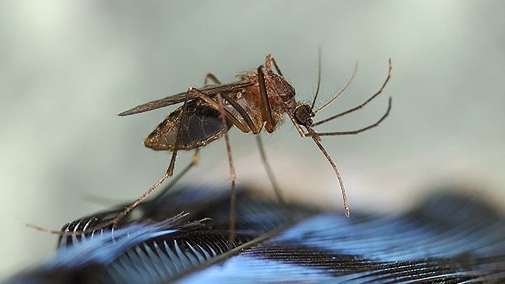 Mosquitoes can carry EEE disease and infect humans.