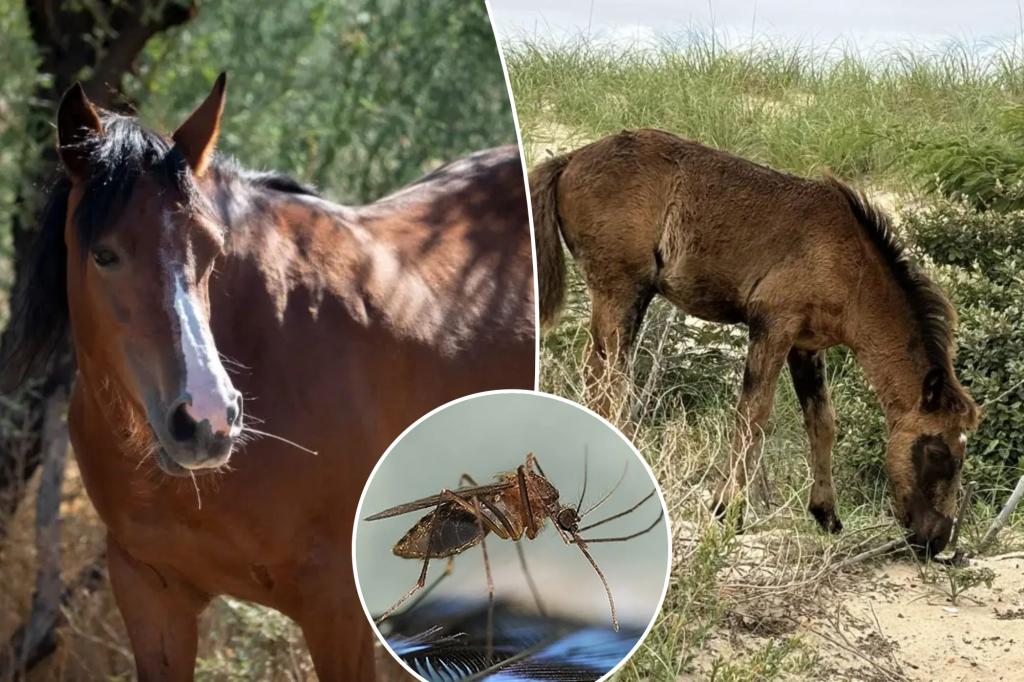 Deadly 'rare' horse virus spreads in New York - and can jump to humans via mosquitoes